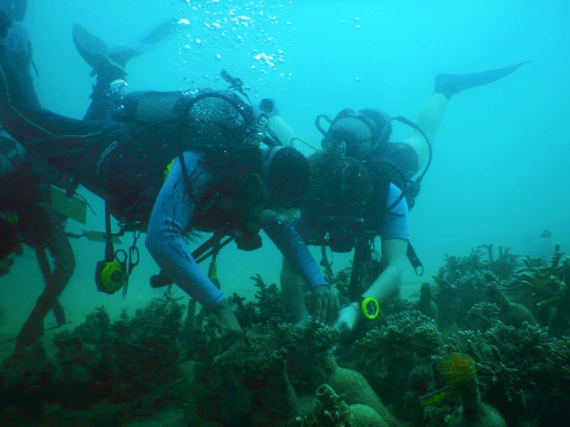 Ecological Restoration